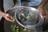 World Turtle Day 