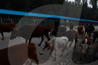Less Tourists At Pahalgam