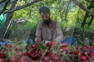 Cherry Harvesting In Kashmir