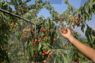 Cherry Harvesting In Kashmir