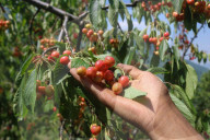 Cherry Harvesting In Kashmir