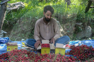 Cherry Harvesting In Kashmir