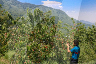 Cherry Harvesting In Kashmir