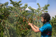 Cherry Harvesting In Kashmir