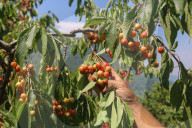 Cherry Harvesting In Kashmir