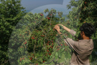 Cherry Harvesting In Kashmir