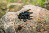 Tropical Carpenter Bee - Broad-handed Carpenter Bee - Xylocopa Latipes - Animal India