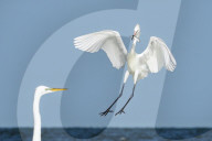 Rare Bird White Morph Reddish Egret