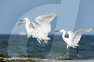 Rare Bird White Morph Reddish Egret