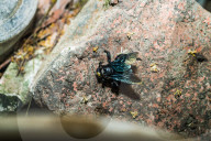 Tropical Carpenter Bee - Broad-handed Carpenter Bee - Xylocopa Latipes - Animal India