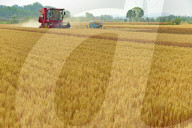 Wheat Harvest in Zaozhuang