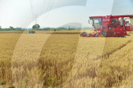 Wheat Harvest in Zaozhuang