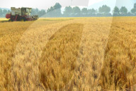 Wheat Harvest in Zaozhuang