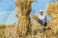 Wheat Harvest in Zaozhuang