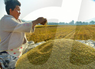 Wheat Harvest in Zaozhuang