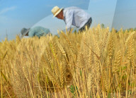 Wheat Harvest in Zaozhuang