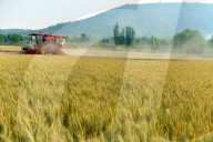 Wheat Harvest in Zaozhuang