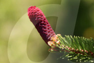 Pinecone Growing On A Pine Tree During The Spring Season