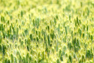 Soon-to-mature Wheat