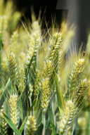 Soon-to-mature Wheat