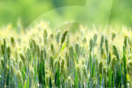 Soon-to-mature Wheat