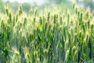 Soon-to-mature Wheat
