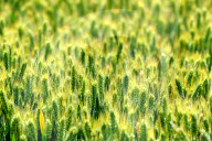 Soon-to-mature Wheat