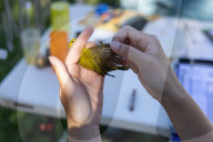 Empire Mine Bird Monitoring Program