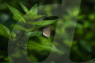  Pale Grass Blue - Pseudozizeeria Maha - Radioactive Pollution - Animal India