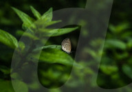 Pale Grass Blue - Pseudozizeeria Maha - Radioactive Pollution - Animal India