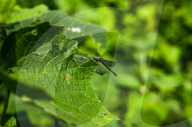 Sprites Damselflie - Pseudagrion - Animal India