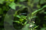 Sprites Damselflie - Pseudagrion - Animal India