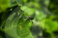 Sprites Damselflie - Pseudagrion - Animal India