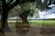 Monsoon In India