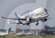 Airbus Beluga XL2 taking off from Toulouse Airport