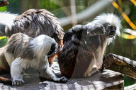Bad Hair Day als Markenzeichen: Nachwuchs bei den Lisztaffen im Edinburgh Zoo