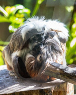Bad Hair Day als Markenzeichen: Nachwuchs bei den Lisztaffen im Edinburgh Zoo
