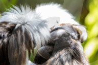 Bad Hair Day als Markenzeichen: Nachwuchs bei den Lisztaffen im Edinburgh Zoo