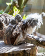 Bad Hair Day als Markenzeichen: Nachwuchs bei den Lisztaffen im Edinburgh Zoo