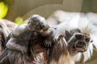 Bad Hair Day als Markenzeichen: Nachwuchs bei den Lisztaffen im Edinburgh Zoo