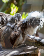Bad Hair Day als Markenzeichen: Nachwuchs bei den Lisztaffen im Edinburgh Zoo