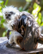 Bad Hair Day als Markenzeichen: Nachwuchs bei den Lisztaffen im Edinburgh Zoo