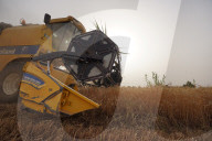 The Wheat Harvest Season Has Begun In Yusufiyah, South Of Baghdad.
