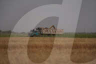 The Wheat Harvest Season Has Begun In Yusufiyah, South Of Baghdad.