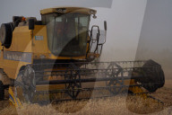 The Wheat Harvest Season Has Begun In Yusufiyah, South Of Baghdad.
