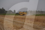 The Wheat Harvest Season Has Begun In Yusufiyah, South Of Baghdad.