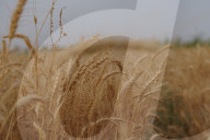 The Wheat Harvest Season Has Begun In Yusufiyah, South Of Baghdad.