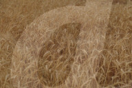 The Wheat Harvest Season Has Begun In Yusufiyah, South Of Baghdad.