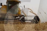 The Wheat Harvest Season Has Begun In Yusufiyah, South Of Baghdad.