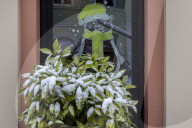 Snow In Novi Sad